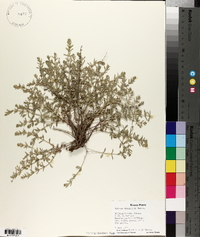 Hedeoma drummondii image