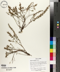 Hedeoma drummondii image