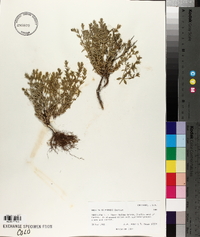 Hedeoma drummondii image