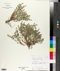 Hedeoma drummondii image