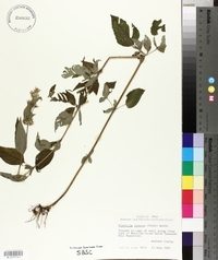 Blephilia hirsuta image