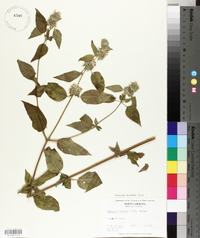 Blephilia hirsuta image