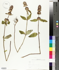 Blephilia hirsuta image