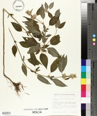 Blephilia hirsuta var. hirsuta image
