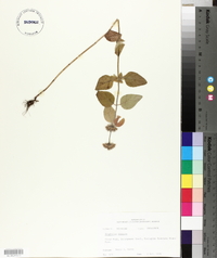 Blephilia hirsuta image