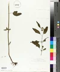 Blephilia hirsuta image