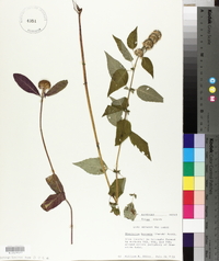 Blephilia hirsuta image