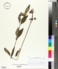 Blephilia hirsuta image
