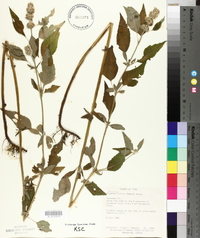 Blephilia hirsuta image