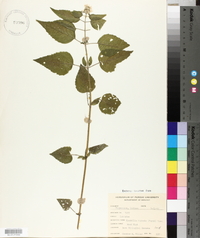 Blephilia hirsuta image