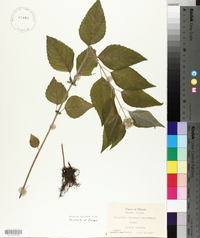 Blephilia hirsuta image