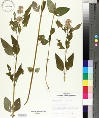 Blephilia hirsuta image