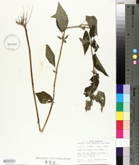 Blephilia hirsuta image