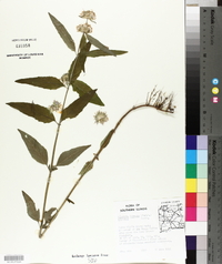 Blephilia hirsuta image