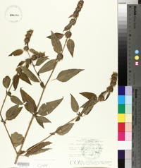 Blephilia hirsuta image