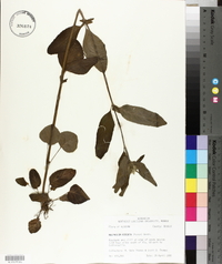 Blephilia hirsuta image