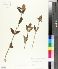 Blephilia ciliata image