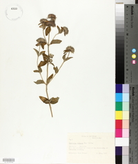 Blephilia ciliata image