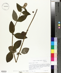 Blephilia ciliata image