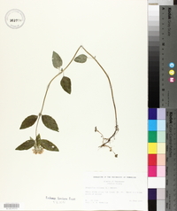Blephilia ciliata image