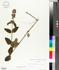 Blephilia ciliata image