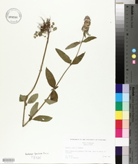 Blephilia ciliata image