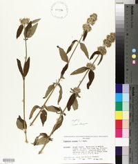 Blephilia ciliata image