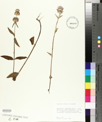 Blephilia ciliata image