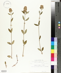 Blephilia ciliata image