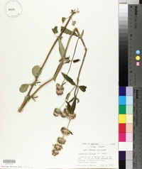 Blephilia ciliata image