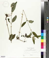 Blephilia ciliata image