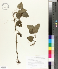 Blephilia ciliata image