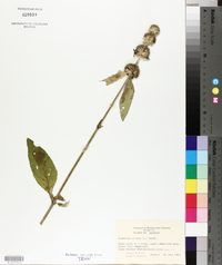 Blephilia ciliata image