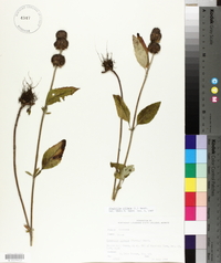 Blephilia ciliata image