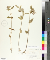 Blephilia ciliata image