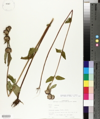 Blephilia ciliata image
