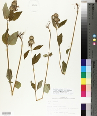 Blephilia ciliata image