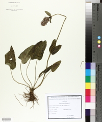 Betonica officinalis image