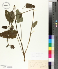 Betonica officinalis image