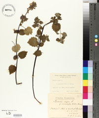 Ballota nigra image