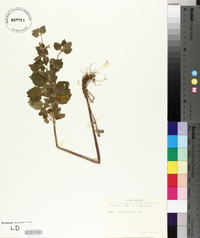 Ballota nigra image