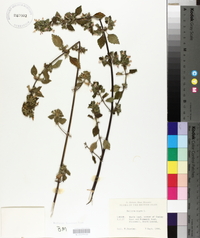 Ballota nigra image