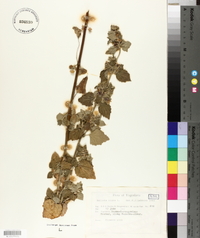 Ballota nigra image