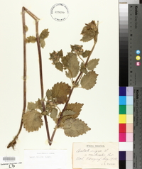 Ballota nigra image