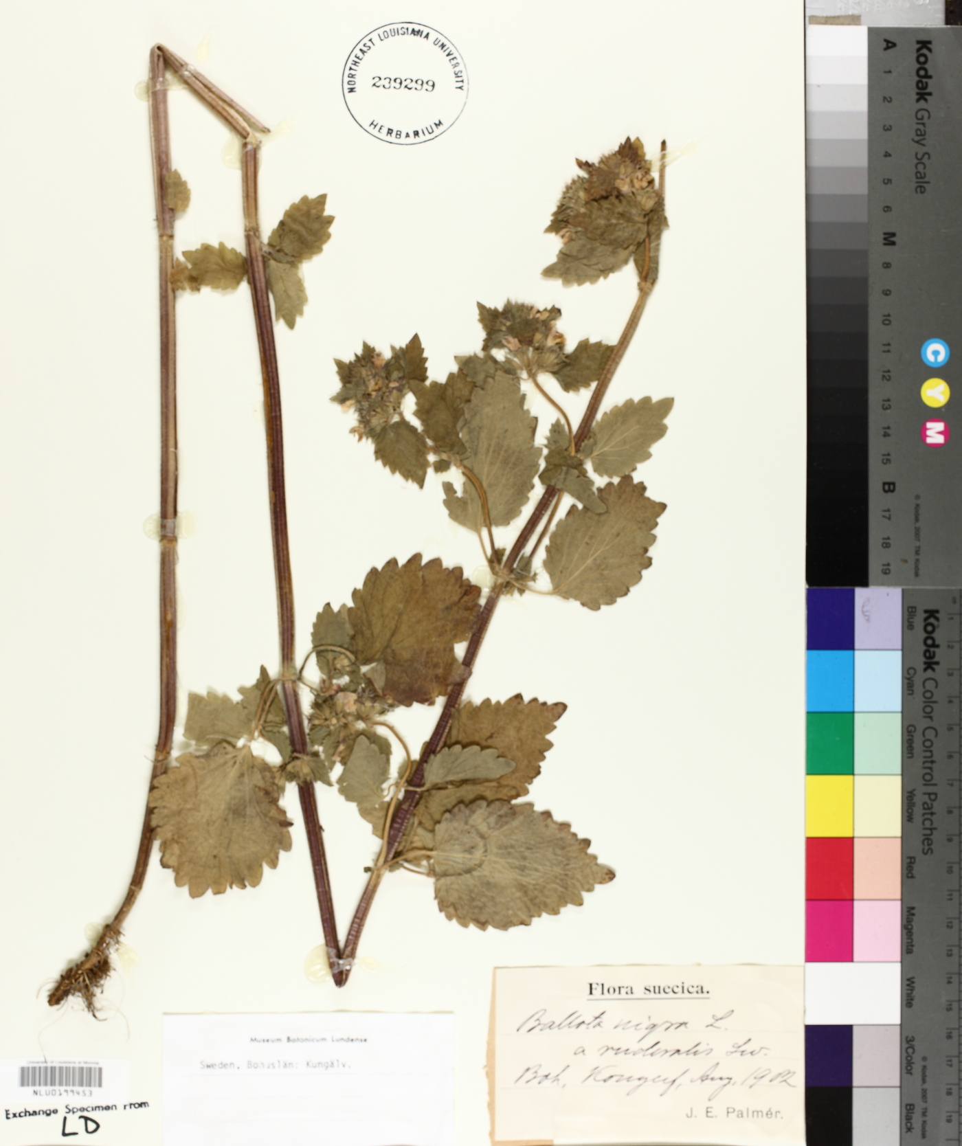 Ballota nigra image