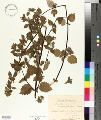 Ballota nigra image
