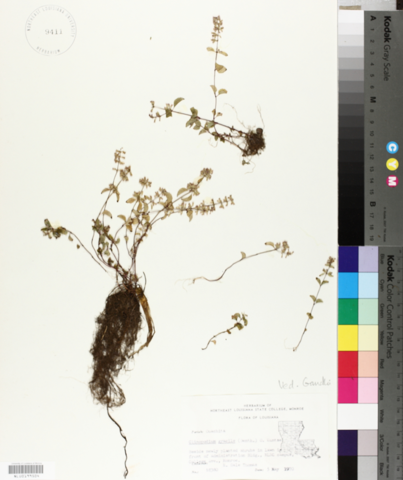 Clinopodium gracile image