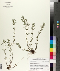 Hedeoma hispida image