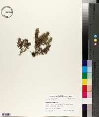 Hedeoma hispida image