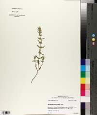 Hedeoma hispida image